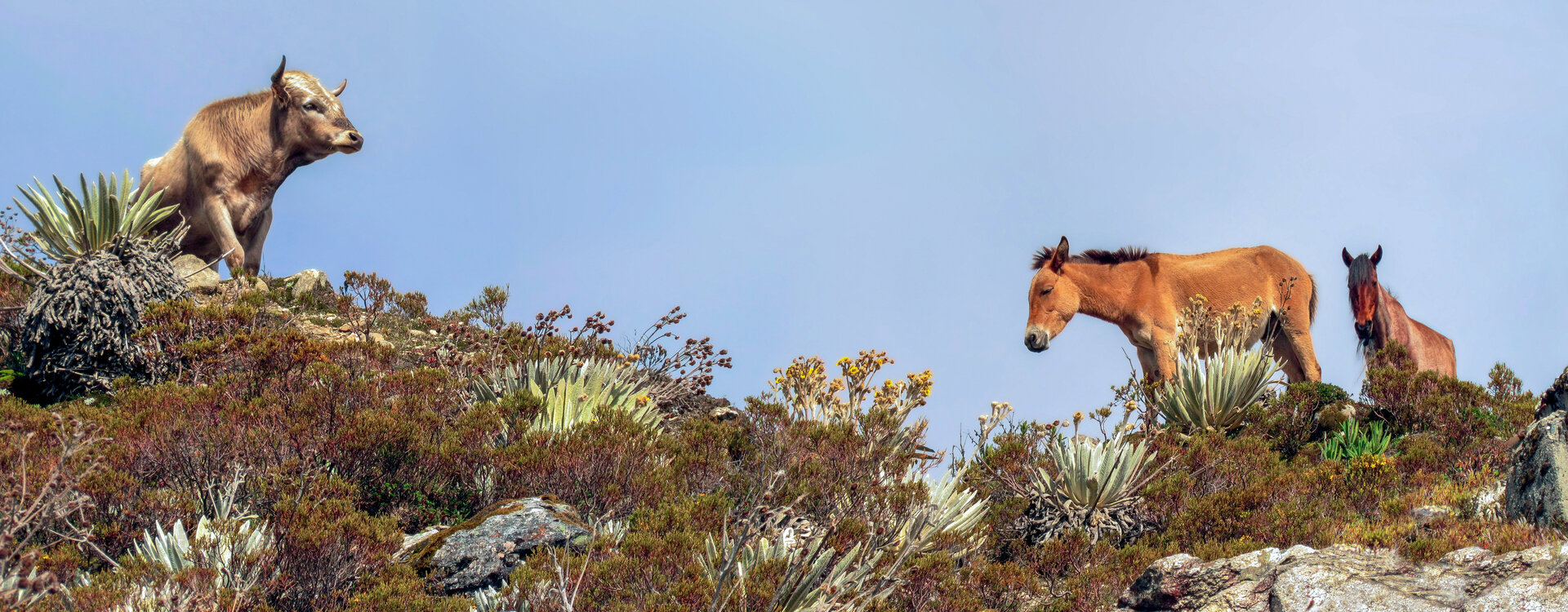 Sierra Nevada Wildlife